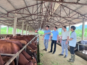 Các đồng chí lãnh đạo xã Than Uyên thăm các mô hình phát triển kinh tế trên địa bàn xã