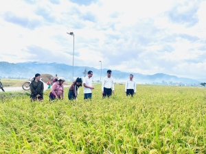 Xã Than Uyên vận động nhân dân tập trung thu hoạch lúa mùa chủ động ứng phó bão số 11